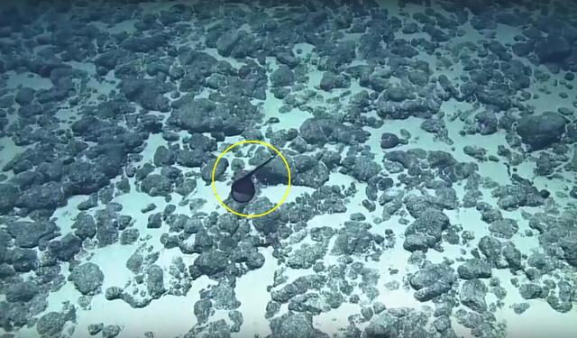 海底發現「大嘴巴」怪物！尾巴長達3米以上，棲息地最深達5000米