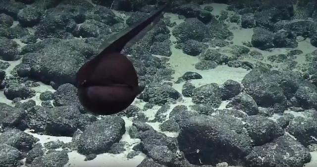 海底發現「大嘴巴」怪物！尾巴長達3米以上，棲息地最深達5000米