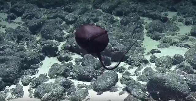 海底發現「大嘴巴」怪物！尾巴長達3米以上，棲息地最深達5000米