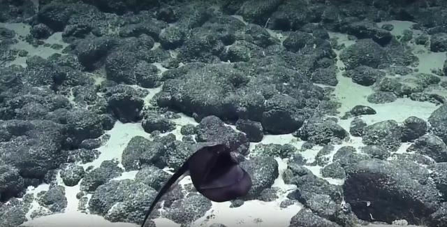 海底發現「大嘴巴」怪物！尾巴長達3米以上，棲息地最深達5000米