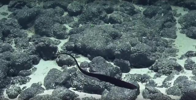 海底發現「大嘴巴」怪物！尾巴長達3米以上，棲息地最深達5000米