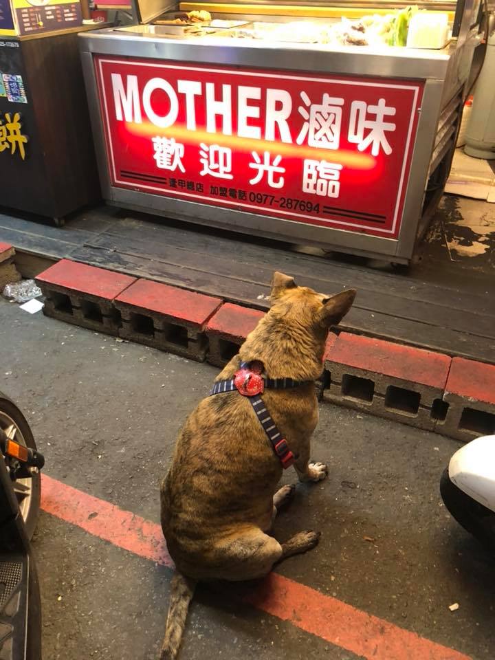 「你吃3碗了！」網友買滷味驚見「老闆娘怒罵狗狗」，爆氣趕狗回頭再「端出一盤食物」她：案情不單純 