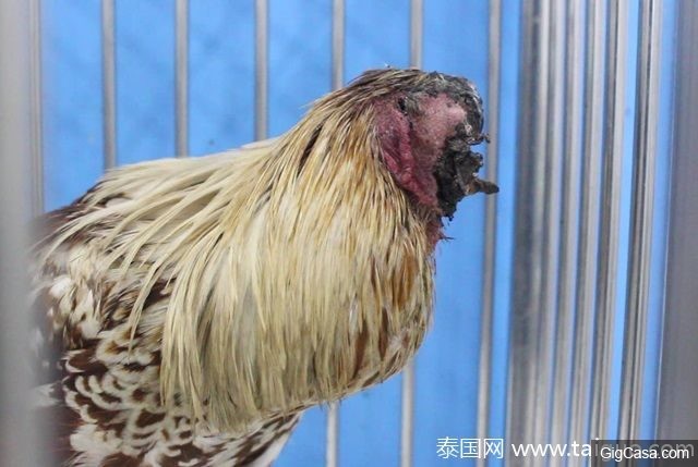 沒頭也能活！「無頭雞」臉被切掉只剩黑色組織斷面，但他「每天爽吃三餐」整天活力趴趴走！