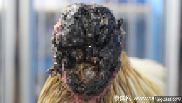 沒頭也能活！「無頭雞」臉被切掉只剩黑色組織斷面，但他「每天爽吃三餐」整天活力趴趴走！