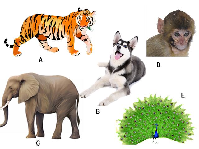 帶5種動物去森林，最後你會「捨棄誰」？1秒看出你「最在乎」什麼！