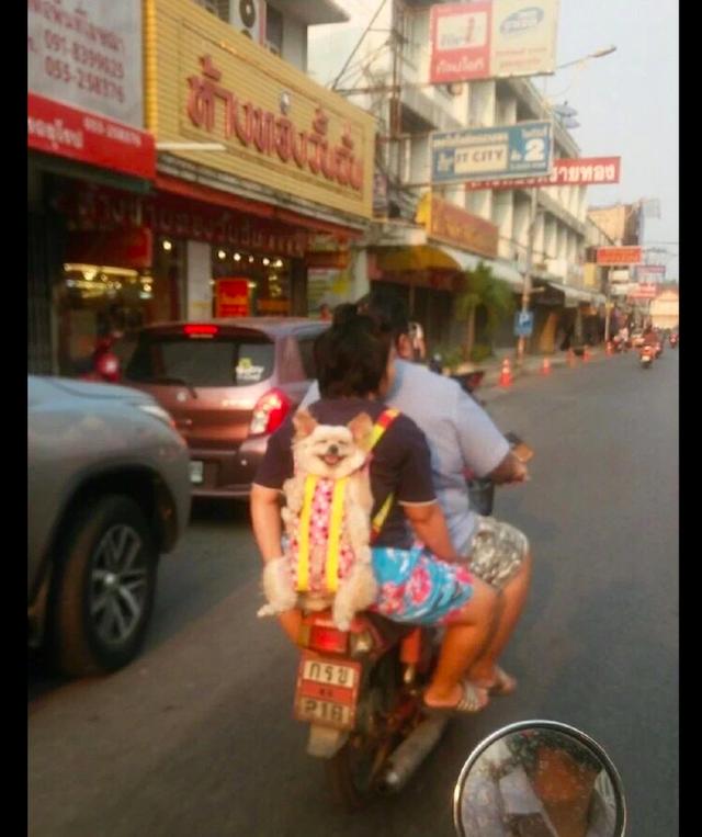 主銀想奇招「帶狗狗去兜風」！第一次坐車車「牠笑到眼睛不見」：耶以出去玩囉~ 