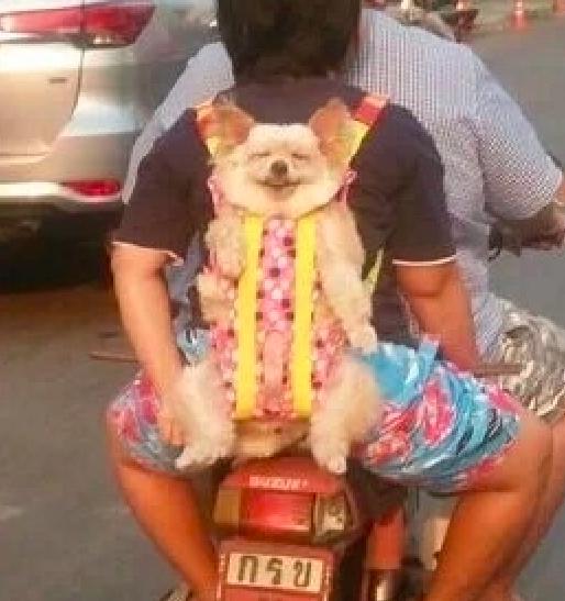 主銀想奇招「帶狗狗去兜風」！第一次坐車車「牠笑到眼睛不見」：耶以出去玩囉~ 
