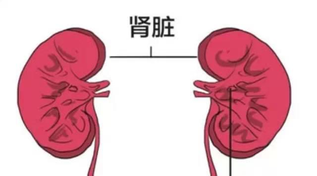 排尿時有四大表現是腎不好，遠2紅，補3黑，戒4事，腎會變好！