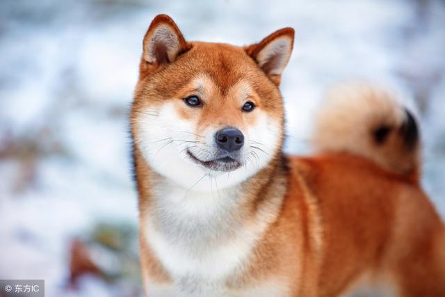 狗與狐狸的故事！很現實（人算不如天算，算來算去算自己！）