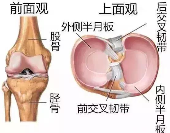 生薑燉雞 活血脈、強筋骨
