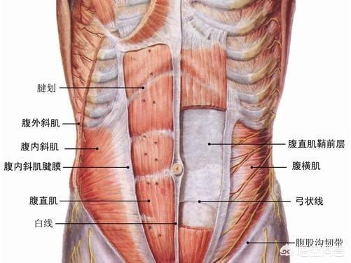 下腹部和腰兩側的贅肉應該怎麼減？