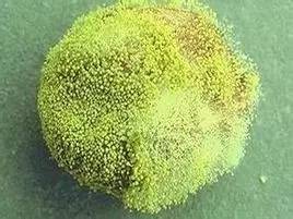 它的毒性是砒霜的68倍，還致癌！（你也許每天都在吃） 