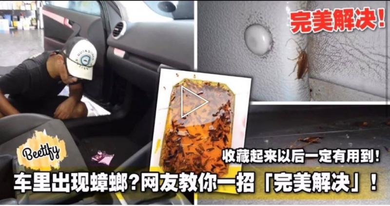 車裡出現蟑螂？網友教你一招「完美解決」！收藏起來以後一定有用到！