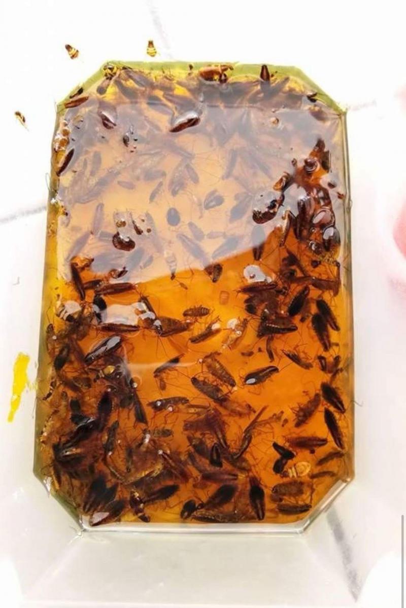 車裡出現蟑螂？網友教你一招「完美解決」！收藏起來以後一定有用到！