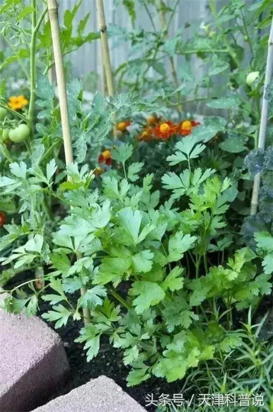 你不愛吃但是讓你更健康的菜，你知道幾種？