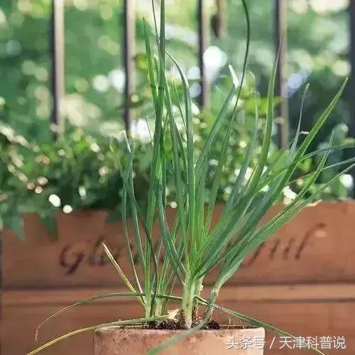 你不愛吃但是讓你更健康的菜，你知道幾種？