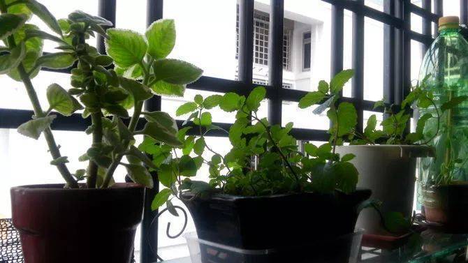 薄荷對人體的10大好處，廚房陽台都種一盆