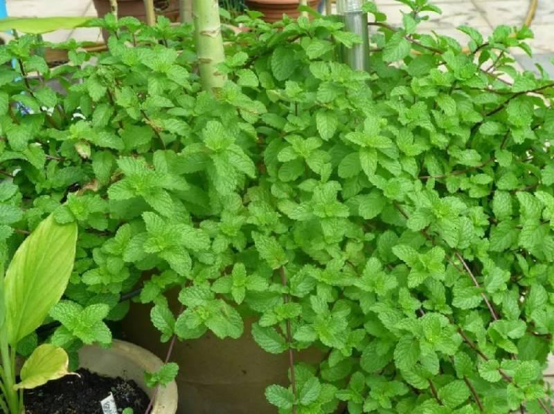 薄荷對人體的10大好處，廚房陽台都種一盆