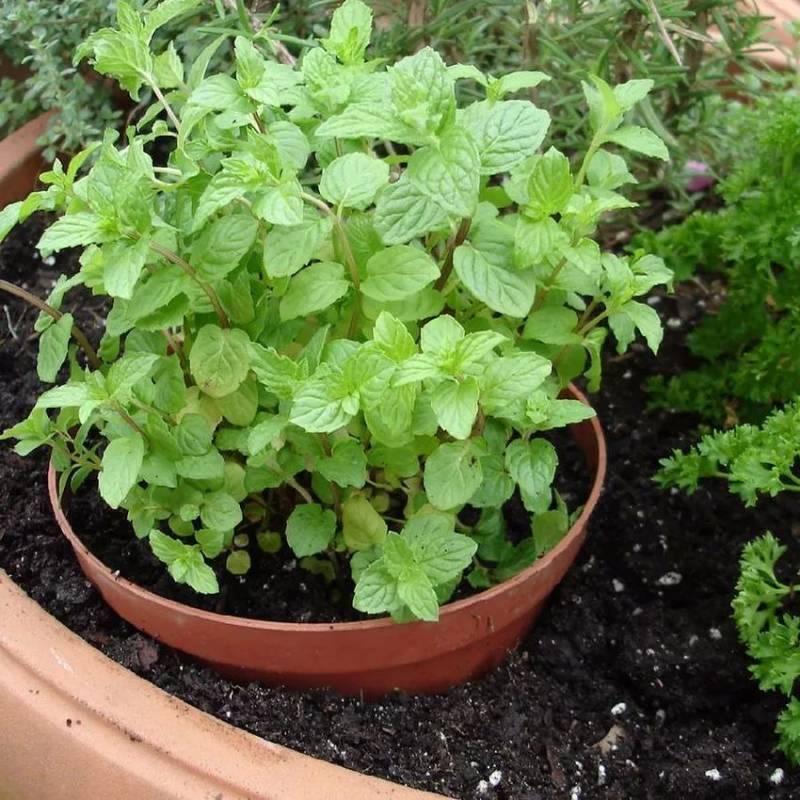 薄荷對人體的10大好處，廚房陽台都種一盆