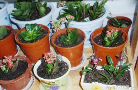 5種花」適合「現在」養，埋到土裡就能「活」，簡單又漂亮！