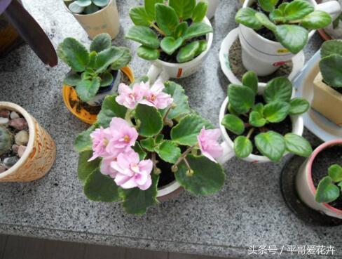 5種花」適合「現在」養，埋到土裡就能「活」，簡單又漂亮！