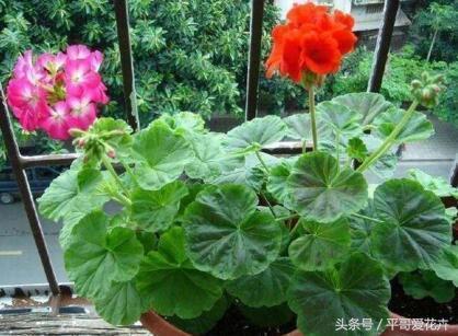 5種花」適合「現在」養，埋到土裡就能「活」，簡單又漂亮！