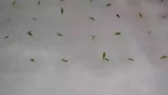 陽台種菜3步走，讓你輕鬆種菜