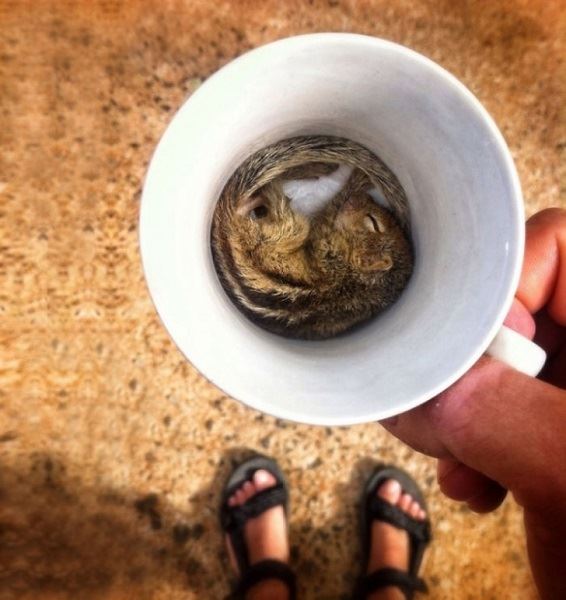 這24隻動物真的超會放鬆心情的～真是羨慕啊～