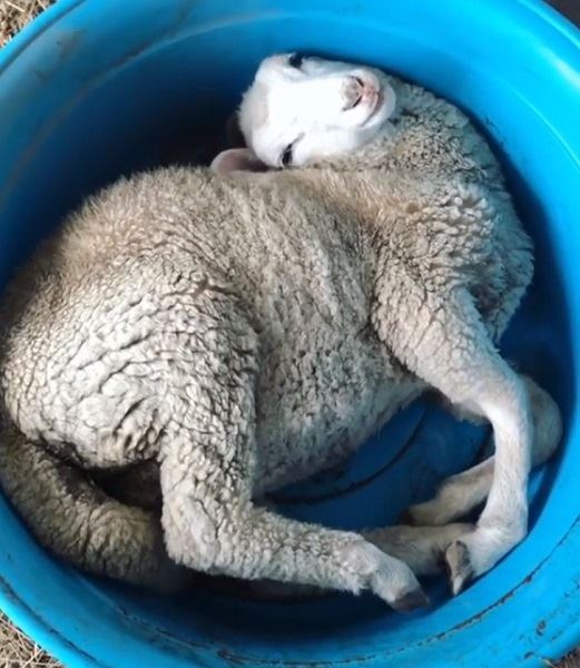 這24隻動物真的超會放鬆心情的～真是羨慕啊～