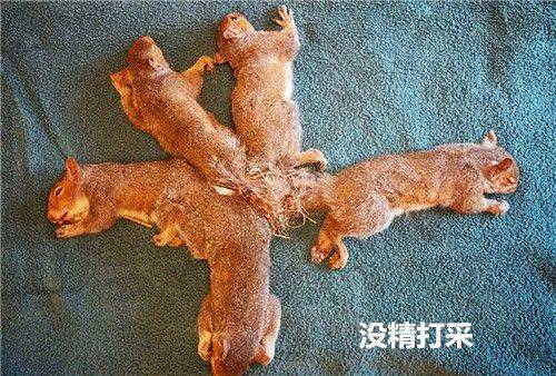 以為5隻松鼠貪玩纏繞在一起，醫生解開後不禁臉色一沉：人性呢
