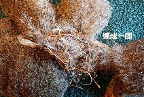 以為5隻松鼠貪玩纏繞在一起，醫生解開後不禁臉色一沉：人性呢