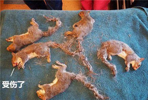 以為5隻松鼠貪玩纏繞在一起，醫生解開後不禁臉色一沉：人性呢