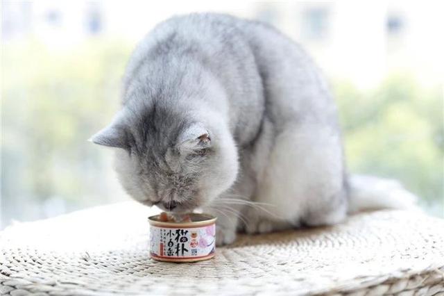 貓咪經常挑食惹人愁，鏟屎官切忌勤換糧，五種防挑食的喂糧方式