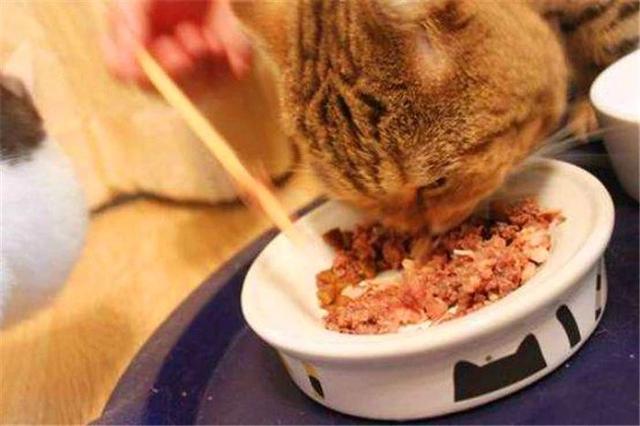 貓咪經常挑食惹人愁，鏟屎官切忌勤換糧，五種防挑食的喂糧方式