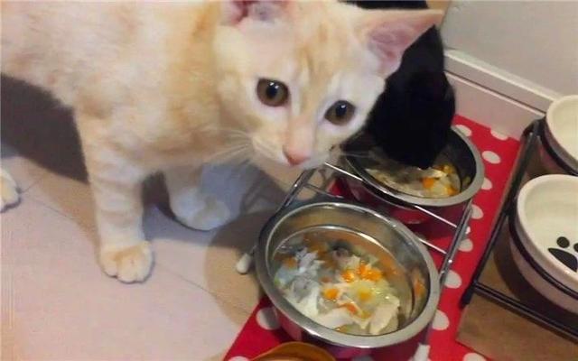 貓咪經常挑食惹人愁，鏟屎官切忌勤換糧，五種防挑食的喂糧方式
