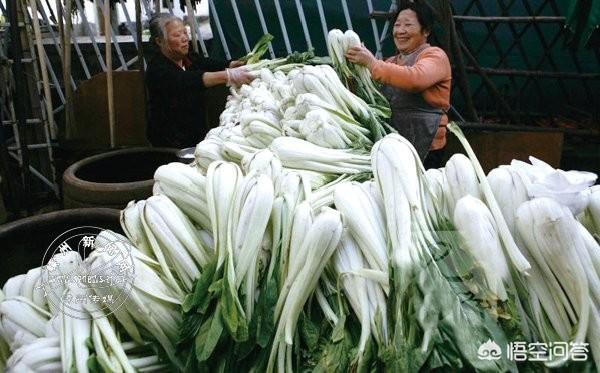 腌制鹹菜，用什麼材料比較好？怎麼製作？