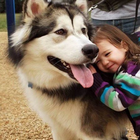 王思聰曬愛犬伙食，網友：我去搬磚了
