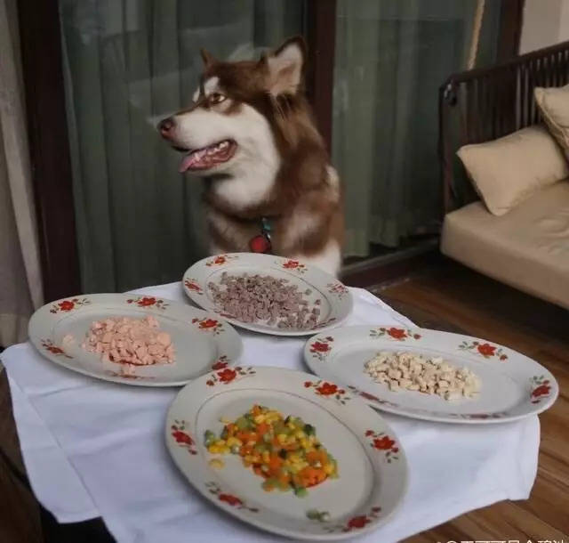 王思聰曬愛犬伙食，網友：我去搬磚了