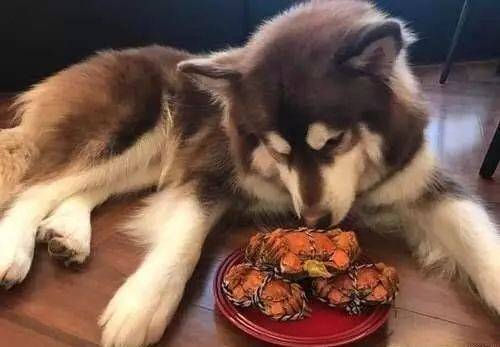 王思聰曬愛犬伙食，網友：我去搬磚了