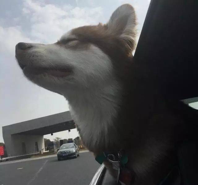 王思聰曬愛犬伙食，網友：我去搬磚了