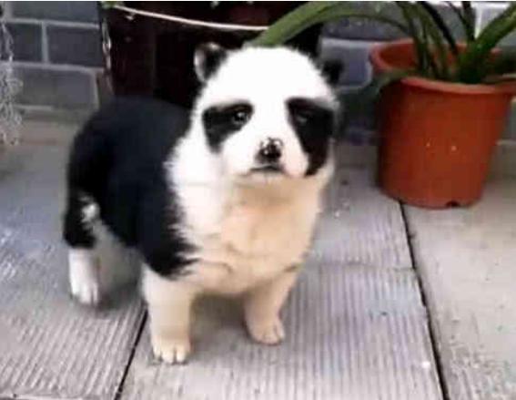 田園犬意外懷孕，生下一隻熊貓狗，狗：我也是國寶了！