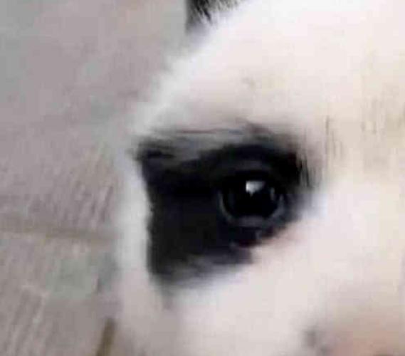 田園犬意外懷孕，生下一隻熊貓狗，狗：我也是國寶了！