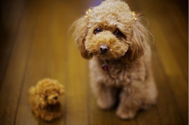 主人這5種做法，會讓你家泰迪犬很傷心、很失望