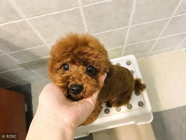 主人這5種做法，會讓你家泰迪犬很傷心、很失望