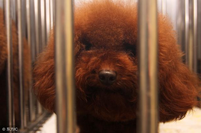 主人這5種做法，會讓你家泰迪犬很傷心、很失望