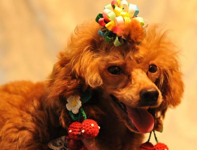 主人這5種做法，會讓你家泰迪犬很傷心、很失望