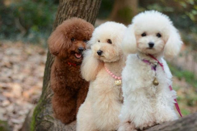 主人這5種做法，會讓你家泰迪犬很傷心、很失望