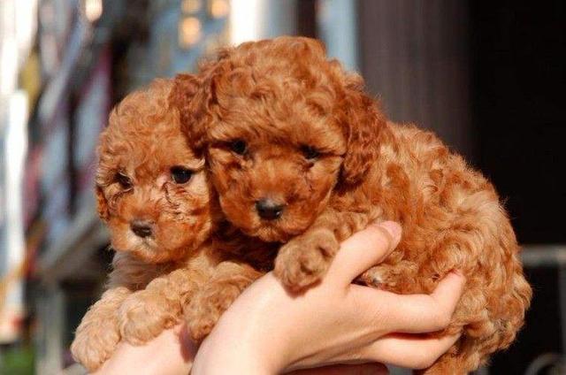 主人這5種做法，會讓你家泰迪犬很傷心、很失望