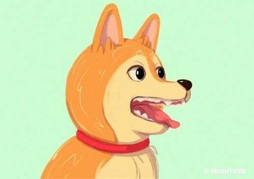 汪星人的動作分析，向你翹尾巴並不是示好的意思