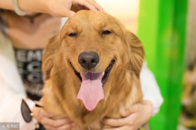 滿屋狗狗的「尿騷味」怎麼辦？教你4招，輕鬆殺菌、去味